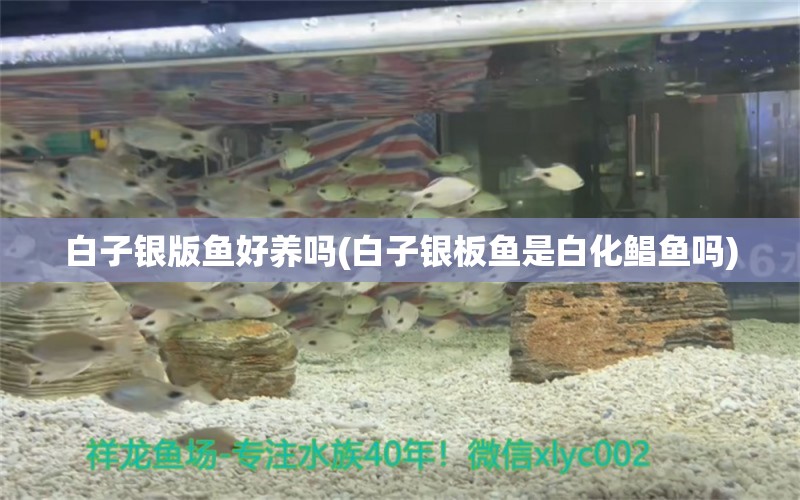 白子銀版魚好養(yǎng)嗎(白子銀板魚是白化鯧魚嗎) 白子銀版魚