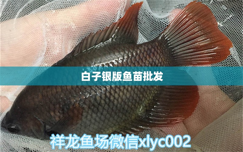 白子銀版魚苗批發(fā)