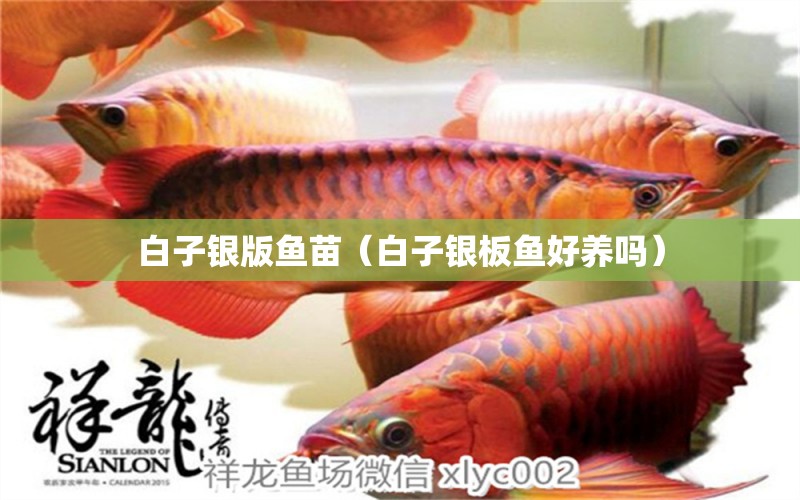 白子銀版魚苗（白子銀板魚好養(yǎng)嗎）