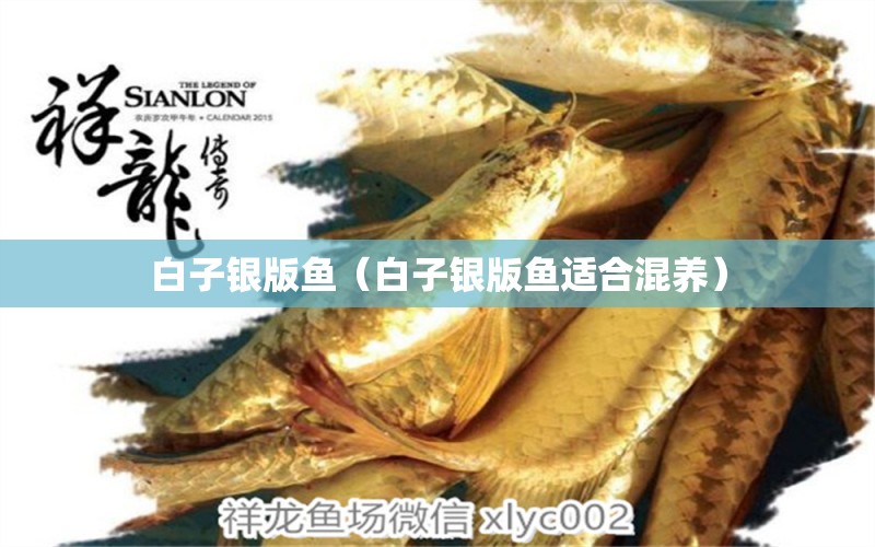 白子銀版魚(yú)（白子銀版魚(yú)適合混養(yǎng)） 白子銀版魚(yú)