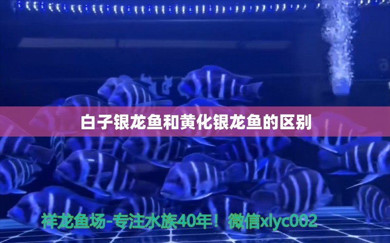 白子銀龍魚和黃化銀龍魚的區(qū)別