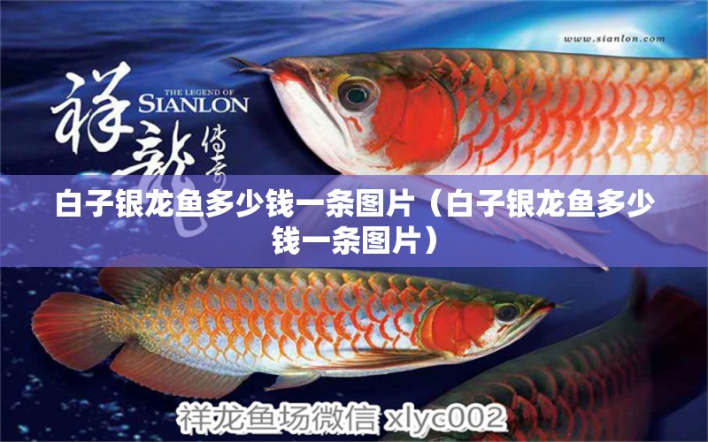 白子銀龍魚多少錢一條圖片（白子銀龍魚多少錢一條圖片） 銀龍魚