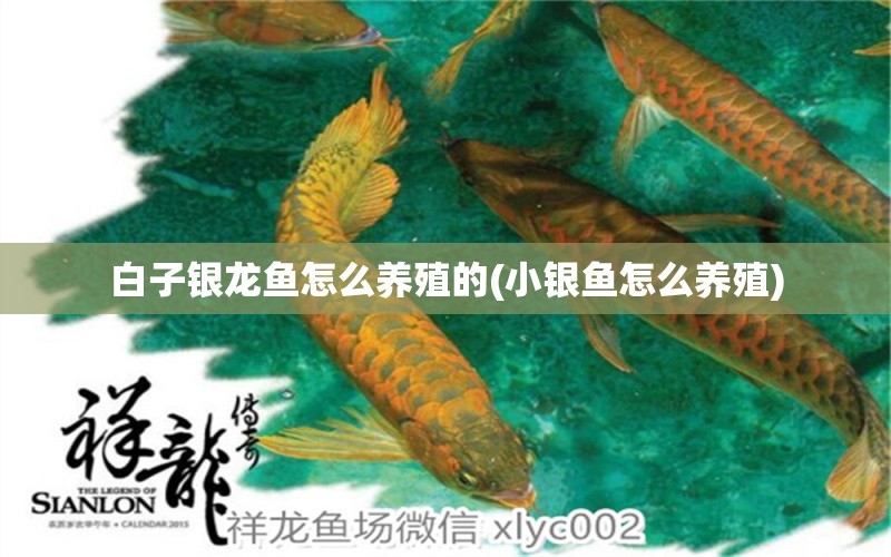 白子銀龍魚怎么養(yǎng)殖的(小銀魚怎么養(yǎng)殖) 銀龍魚