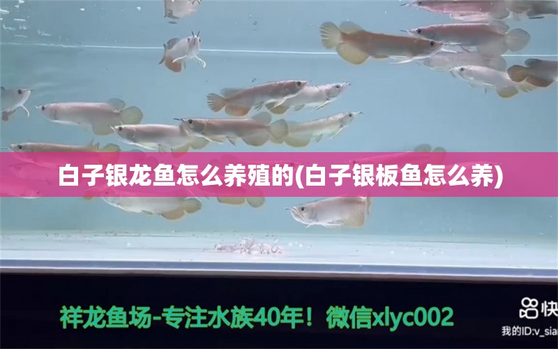 白子銀龍魚怎么養(yǎng)殖的(白子銀板魚怎么養(yǎng)) 銀龍魚