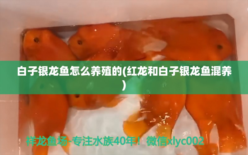 白子銀龍魚怎么養(yǎng)殖的(紅龍和白子銀龍魚混養(yǎng))