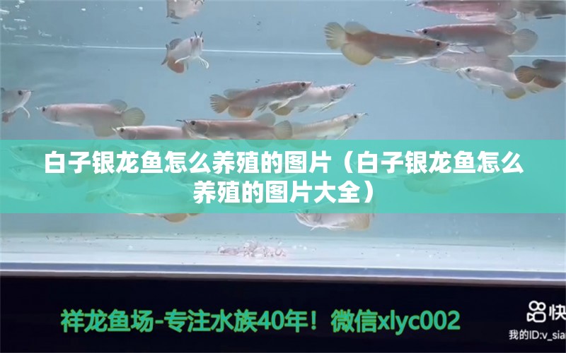 白子銀龍魚怎么養(yǎng)殖的圖片（白子銀龍魚怎么養(yǎng)殖的圖片大全） 銀龍魚