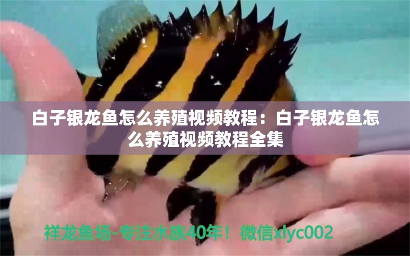 白子銀龍魚怎么養(yǎng)殖視頻教程：白子銀龍魚怎么養(yǎng)殖視頻教程全集 銀龍魚