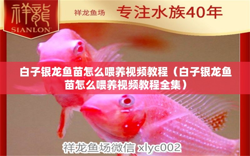 白子銀龍魚苗怎么喂養(yǎng)視頻教程（白子銀龍魚苗怎么喂養(yǎng)視頻教程全集） 白子銀龍魚苗