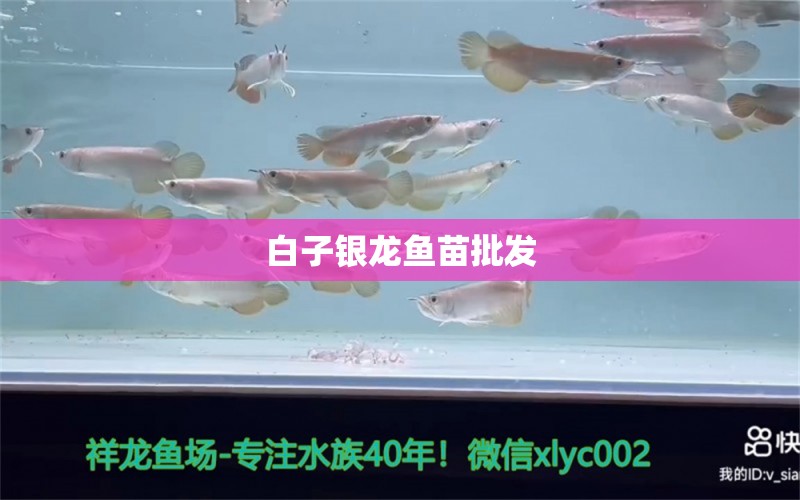 白子銀龍魚苗批發(fā)