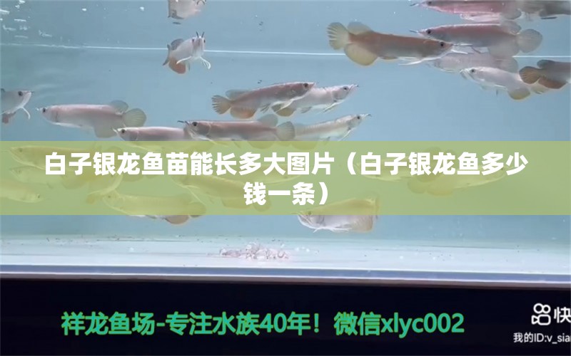 白子銀龍魚苗能長多大圖片（白子銀龍魚多少錢一條）