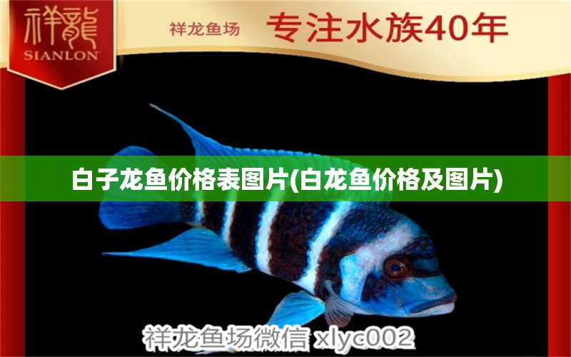 白子龍魚價(jià)格表圖片(白龍魚價(jià)格及圖片)