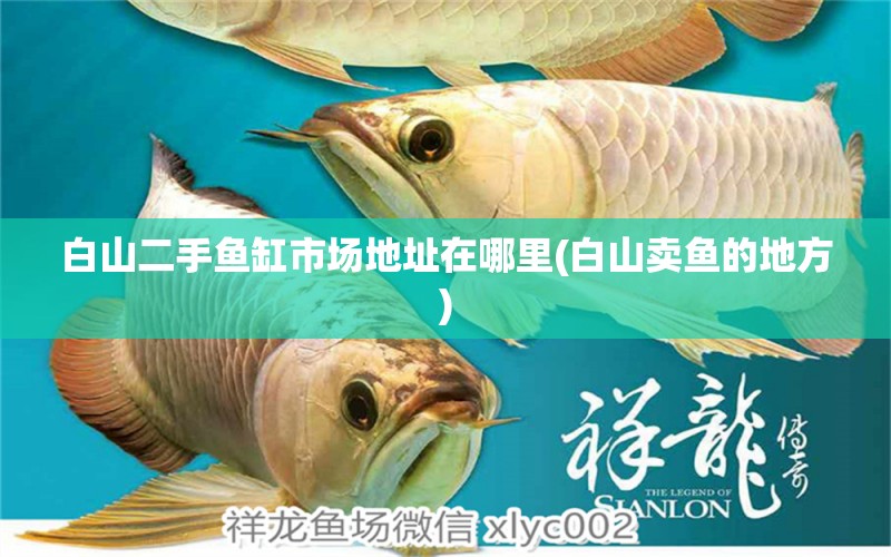 白山二手魚(yú)缸市場(chǎng)地址在哪里(白山賣(mài)魚(yú)的地方)