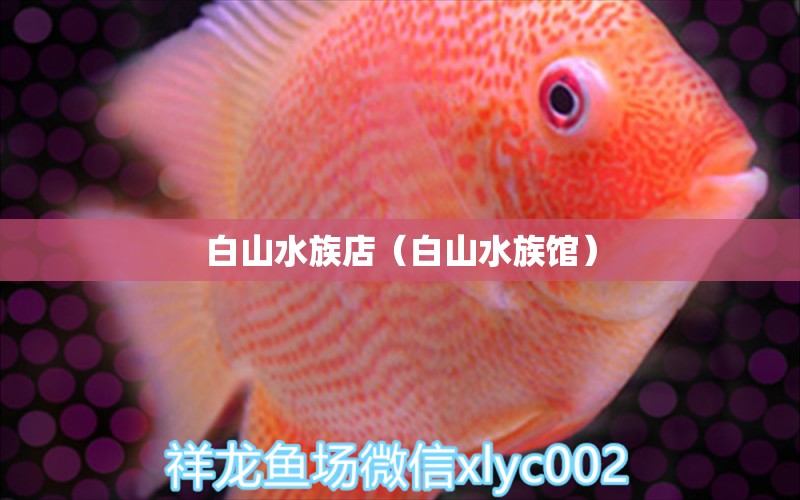 白山水族店（白山水族館）