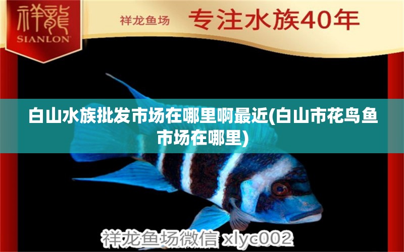 白山水族批發(fā)市場(chǎng)在哪里啊最近(白山市花鳥魚市場(chǎng)在哪里) 觀賞魚水族批發(fā)市場(chǎng)