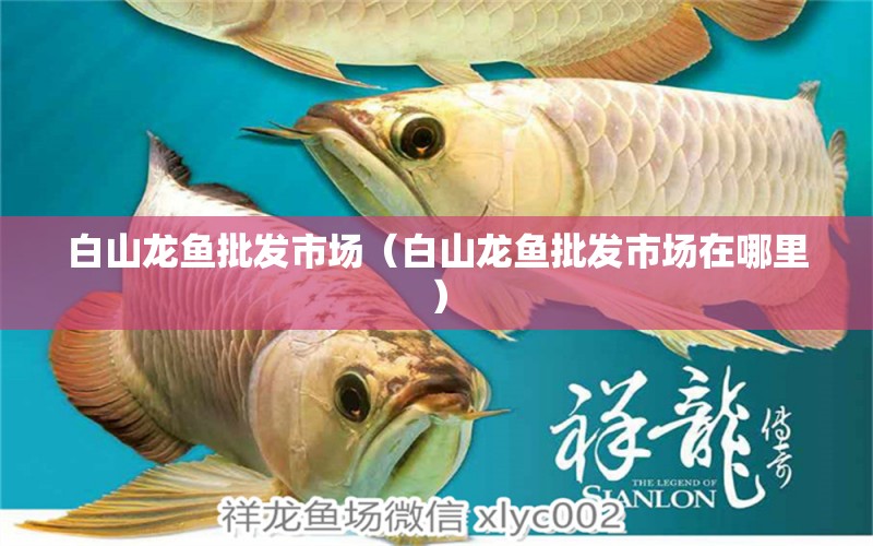 白山龍魚批發(fā)市場（白山龍魚批發(fā)市場在哪里） 龍魚批發(fā)