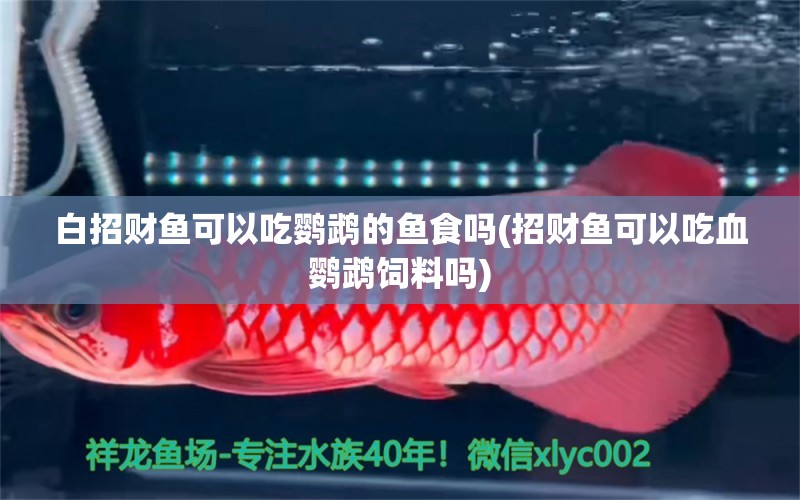 白招財(cái)魚可以吃鸚鵡的魚食嗎(招財(cái)魚可以吃血鸚鵡飼料嗎) 鸚鵡魚