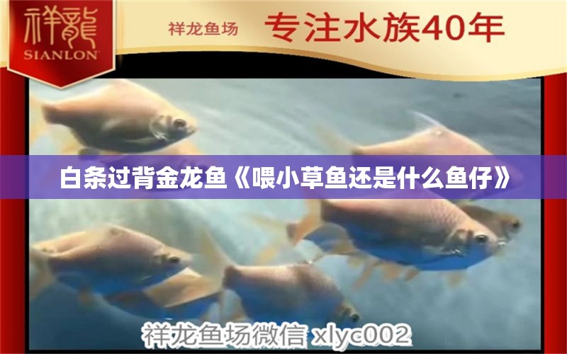 白條過(guò)背金龍魚(yú)《喂小草魚(yú)還是什么魚(yú)仔》 白條過(guò)背金龍魚(yú)