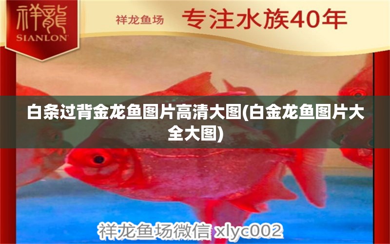 白條過背金龍魚圖片高清大圖(白金龍魚圖片大全大圖) 白條過背金龍魚