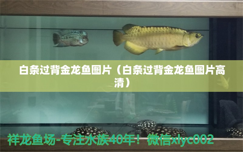 白條過背金龍魚圖片（白條過背金龍魚圖片高清） 野生埃及神仙魚