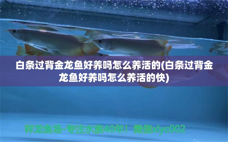 白條過背金龍魚好養(yǎng)嗎怎么養(yǎng)活的(白條過背金龍魚好養(yǎng)嗎怎么養(yǎng)活的快) 白條過背金龍魚