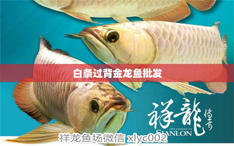 白條過背金龍魚批發(fā)