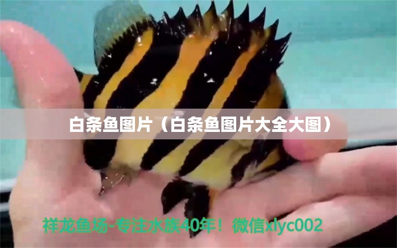 白條魚圖片（白條魚圖片大全大圖）