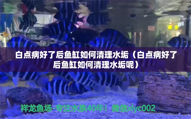 白點(diǎn)病好了后魚缸如何清理水垢（白點(diǎn)病好了后魚缸如何清理水垢呢）