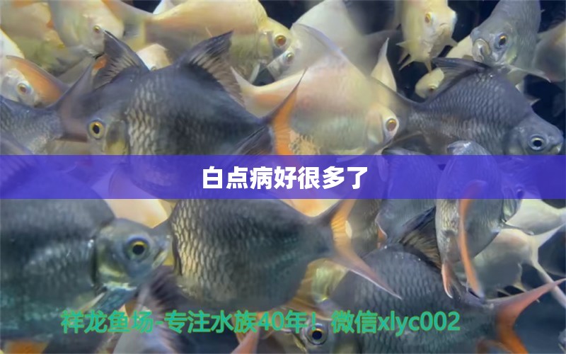 白點(diǎn)病好很多了 龍魚(yú)疾病與治療