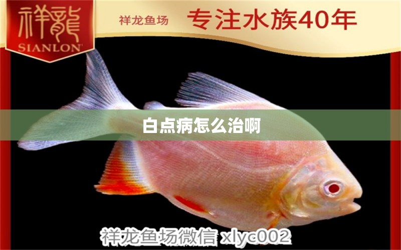 白點病怎么治啊 龍魚疾病與治療