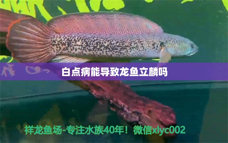 白點病能導致龍魚立麟嗎 龍魚疾病與治療