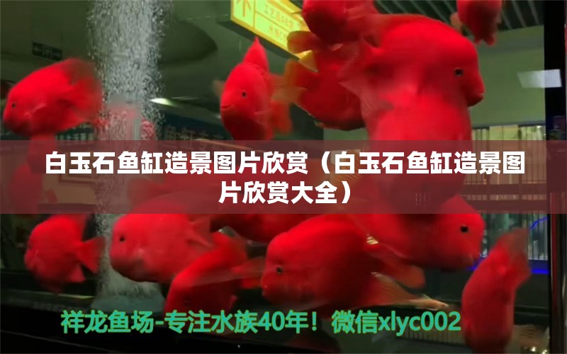 白玉石魚缸造景圖片欣賞（白玉石魚缸造景圖片欣賞大全） 祥龍水族醫(yī)院