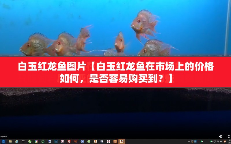 白玉紅龍魚圖片【白玉紅龍魚在市場(chǎng)上的價(jià)格如何，是否容易購買到？】 水族問答 第1張