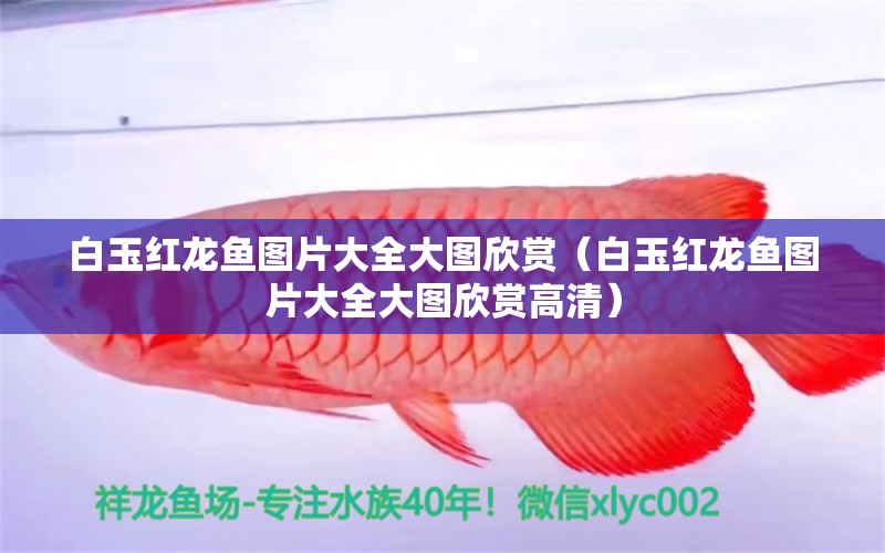 白玉紅龍魚(yú)圖片大全大圖欣賞（白玉紅龍魚(yú)圖片大全大圖欣賞高清） 白玉紅龍魚(yú)