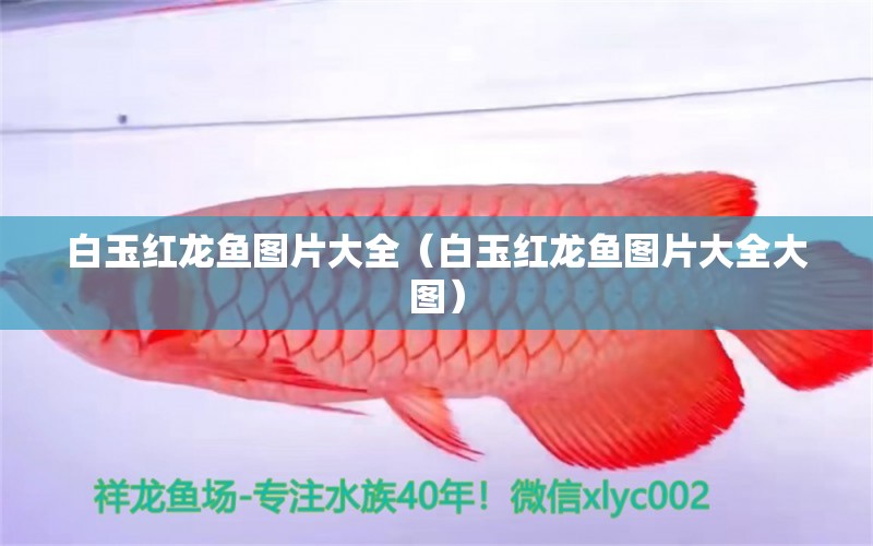 白玉紅龍魚圖片大全（白玉紅龍魚圖片大全大圖） 白玉紅龍魚