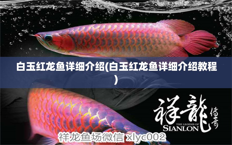 白玉紅龍魚詳細(xì)介紹(白玉紅龍魚詳細(xì)介紹教程) 白玉紅龍魚