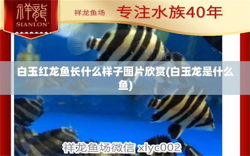 白玉紅龍魚長什么樣子圖片欣賞(白玉龍是什么魚) 白玉紅龍魚