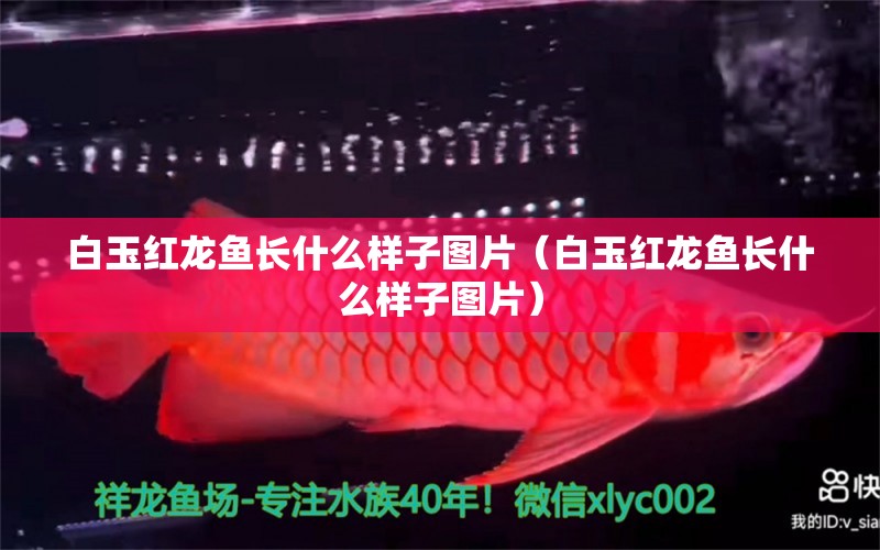 白玉紅龍魚長什么樣子圖片（白玉紅龍魚長什么樣子圖片） 藍(lán)帆三間魚