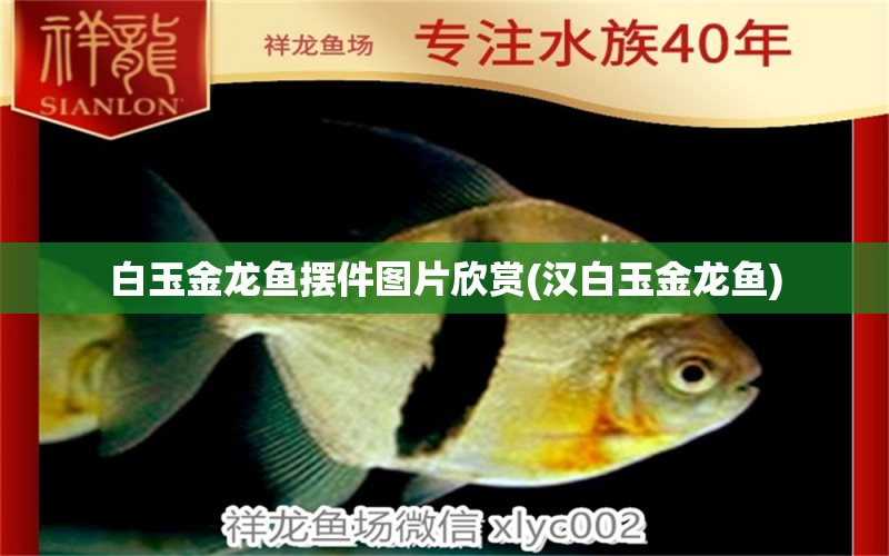 白玉金龍魚擺件圖片欣賞(漢白玉金龍魚) 福滿鉆魚