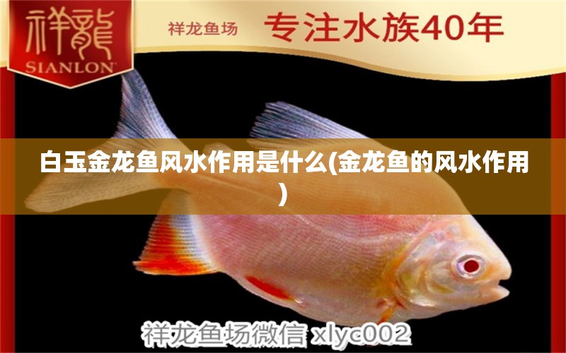 白玉金龍魚風(fēng)水作用是什么(金龍魚的風(fēng)水作用) 魚缸風(fēng)水