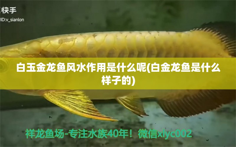 白玉金龍魚風水作用是什么呢(白金龍魚是什么樣子的)