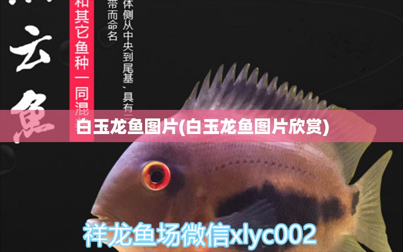 白玉龍魚圖片(白玉龍魚圖片欣賞) 朱巴利魚苗