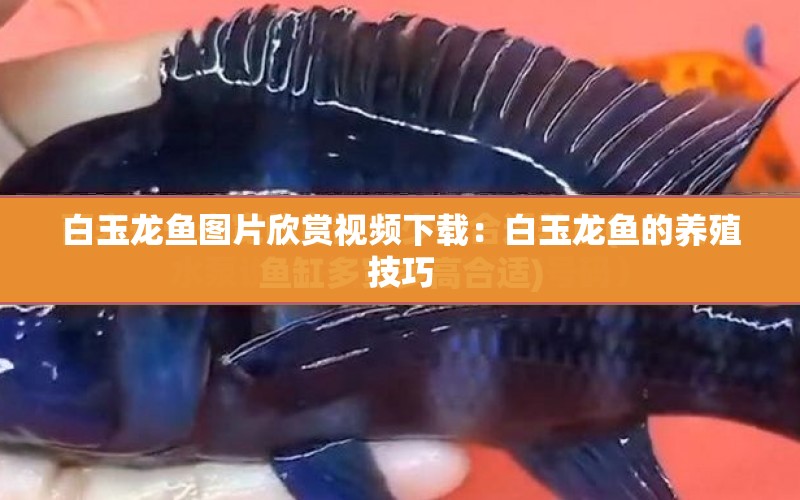 白玉龍魚圖片欣賞視頻下載：白玉龍魚的養(yǎng)殖技巧 水族問答 第1張