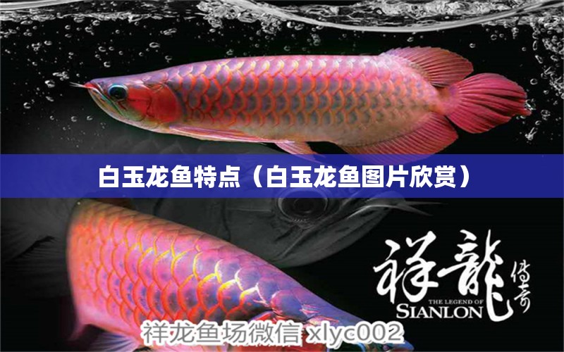 白玉龍魚特點(diǎn)（白玉龍魚圖片欣賞） 野生地圖魚