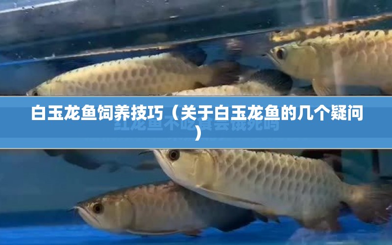 白玉龍魚飼養(yǎng)技巧（關(guān)于白玉龍魚的幾個(gè)疑問） 水族問答 第1張