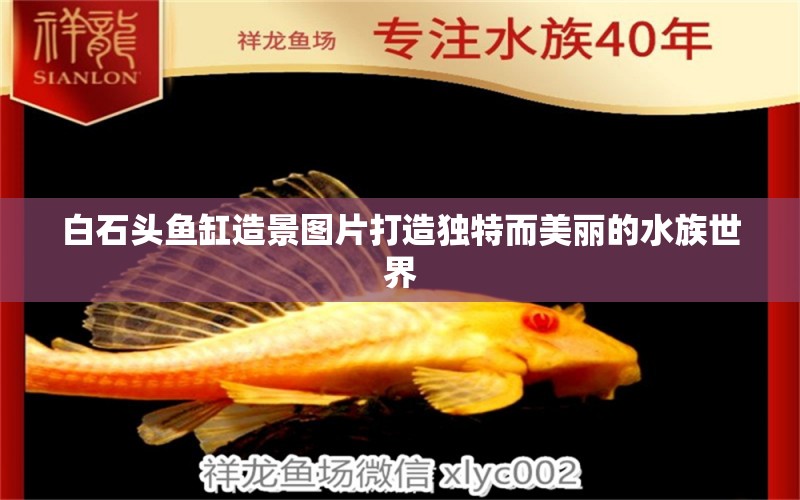 白石頭魚缸造景圖片打造獨特而美麗的水族世界 朱巴利魚