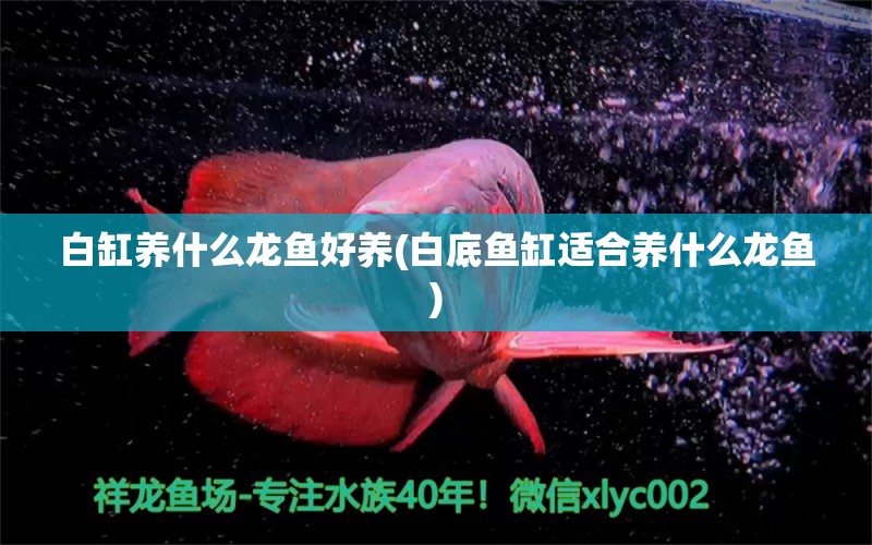 白缸養(yǎng)什么龍魚好養(yǎng)(白底魚缸適合養(yǎng)什么龍魚) 短身紅龍魚