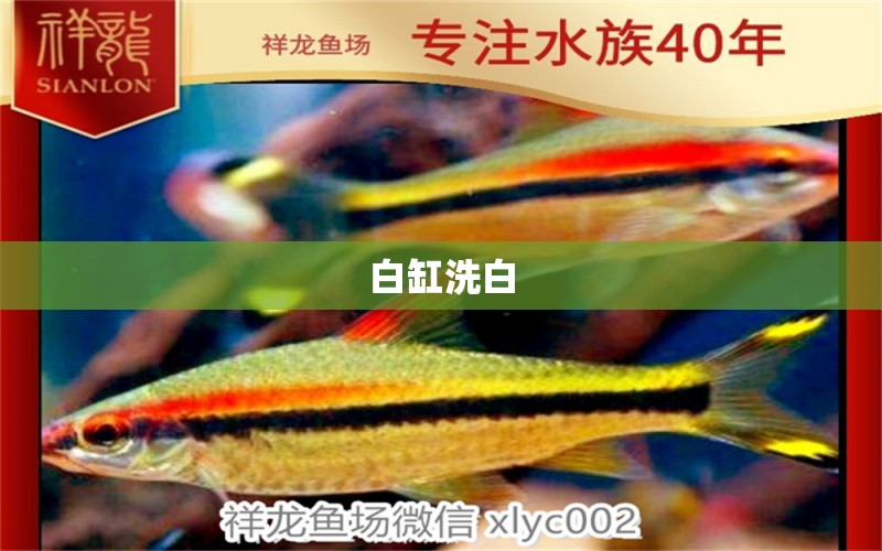 白缸洗白 觀賞魚論壇 第3張