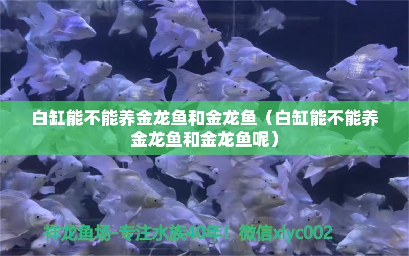 白缸能不能養(yǎng)金龍魚和金龍魚（白缸能不能養(yǎng)金龍魚和金龍魚呢）