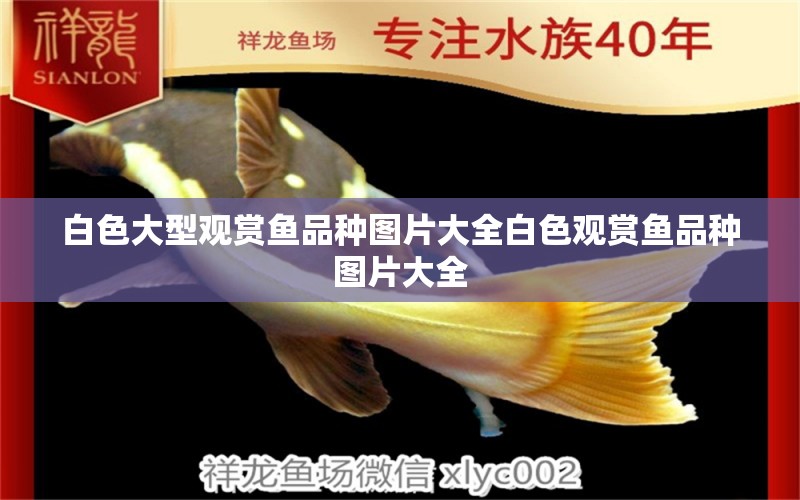 白色大型觀(guān)賞魚(yú)品種圖片大全白色觀(guān)賞魚(yú)品種圖片大全