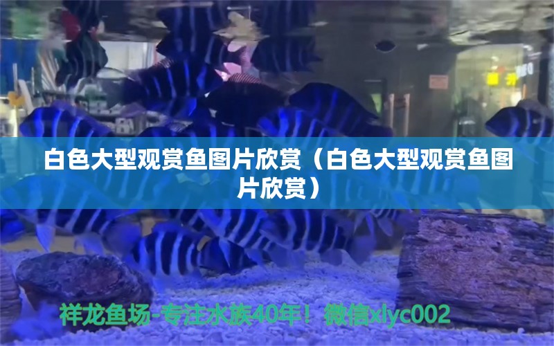 白色大型觀賞魚圖片欣賞（白色大型觀賞魚圖片欣賞） BD魟魚